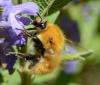 Bombus pascuorum